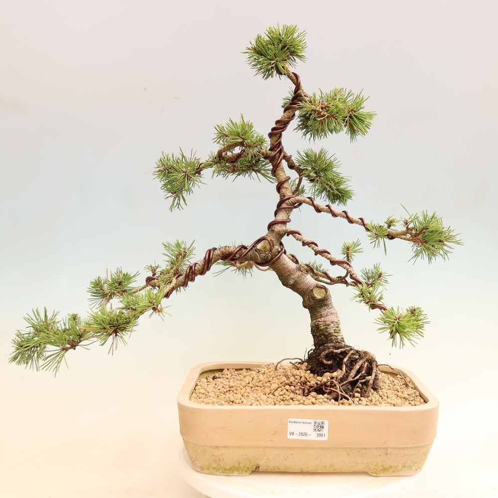 Venkovní bonsai - Pinus mugo Humpy  - Borovice kleč