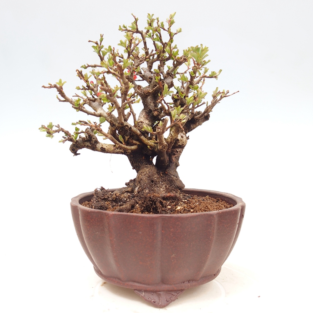 Venkovní  bonsai -  Chaneomeles speciosa - Kdoulovec ozdobný
