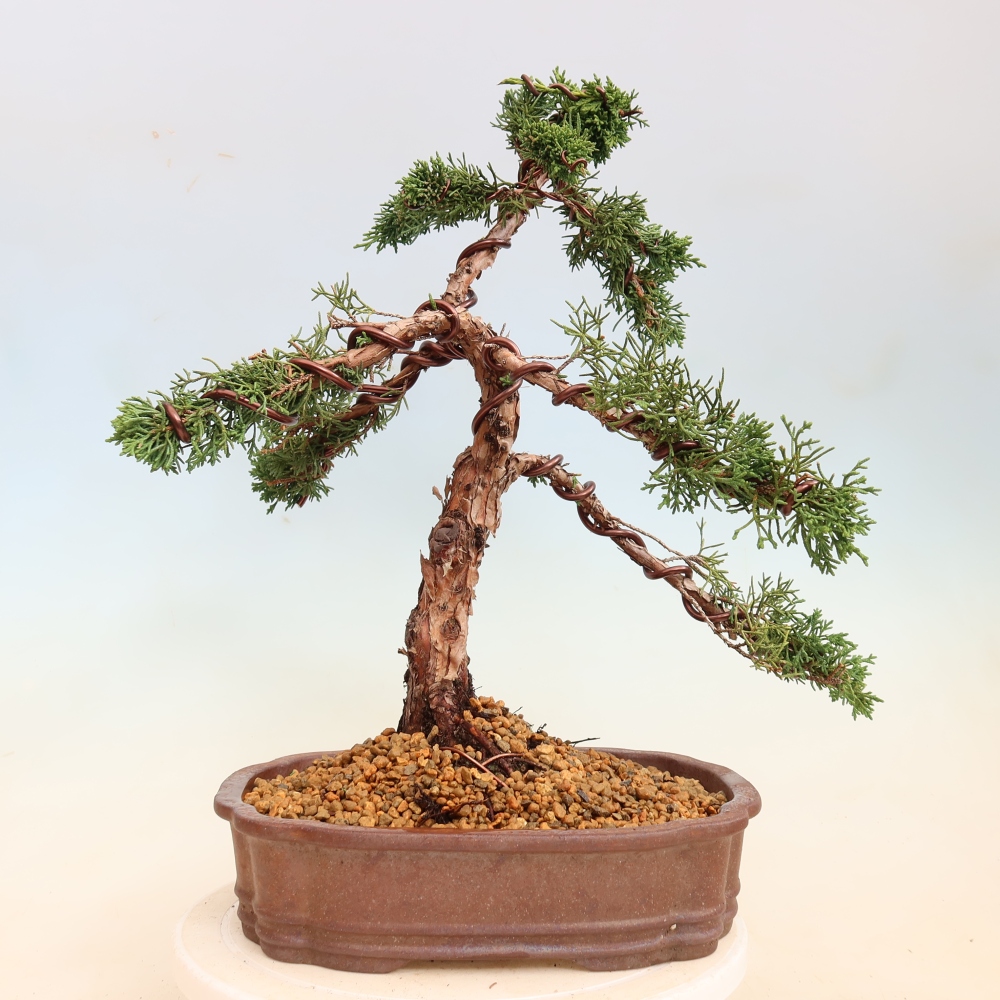 Venkovní bonsai - Juniperus chinensis Kishu -Jalovec čínský
