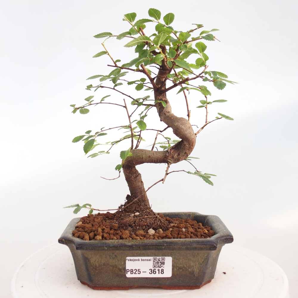 Pokojová bonsai - Ulmus parvifolia - Malolistý jilm
