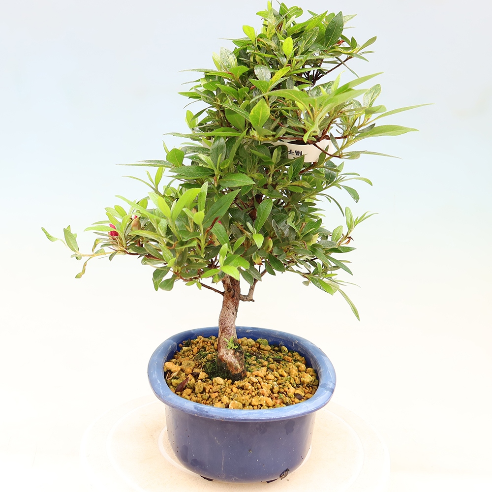 Venkovní bonsai - Japonská azalka - Azalea Yoko