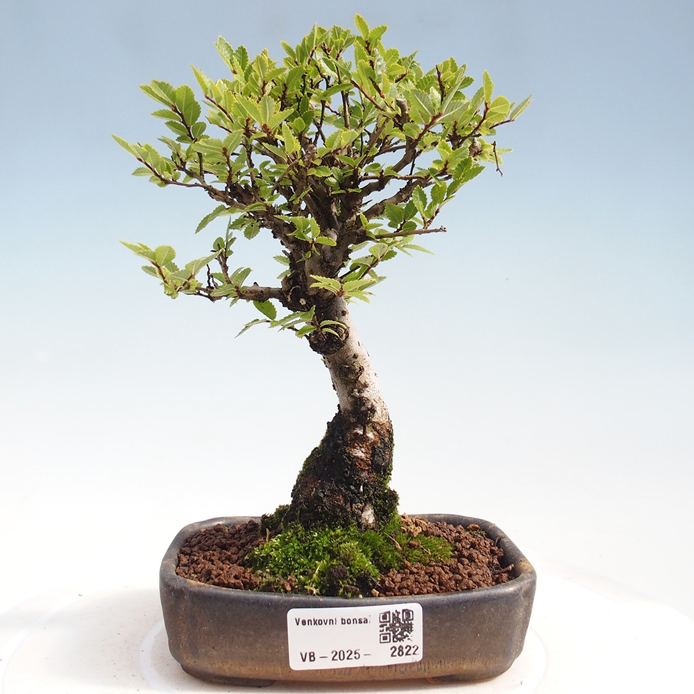 Venkovní bonsai - Zelkova - Zelkova NIRE