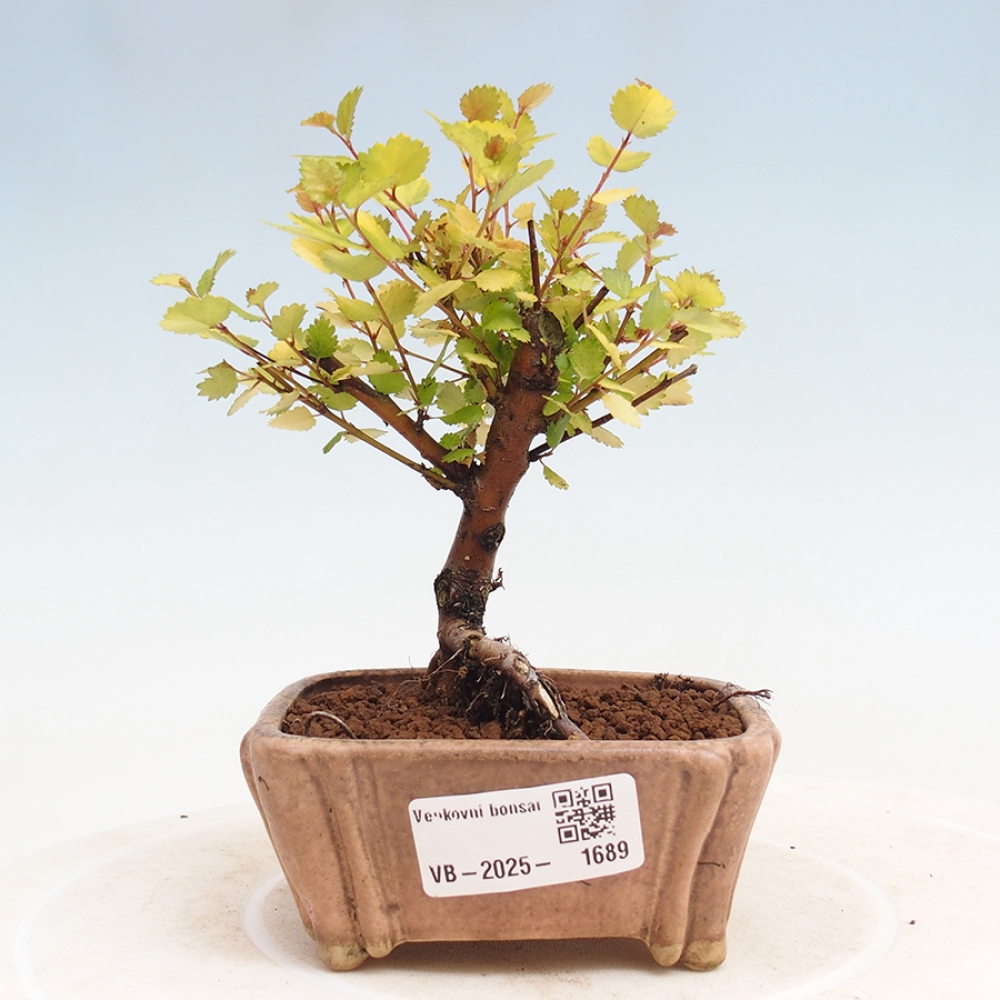 Venkovní bonsai - bříza trpasličí - Betula NANA Treasure