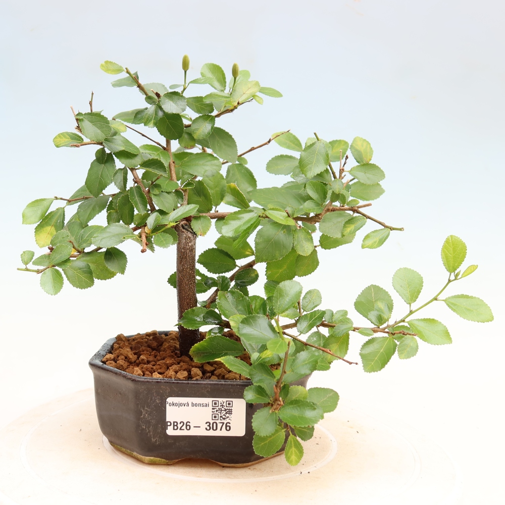 Pokojová bonsai-Grewia occidentalis- Hvězdice lavandulová