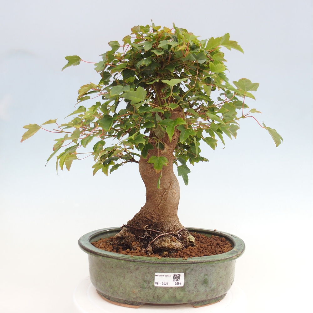 Venkovní bonsai - Acer Buergerianum - Javor Burgerův