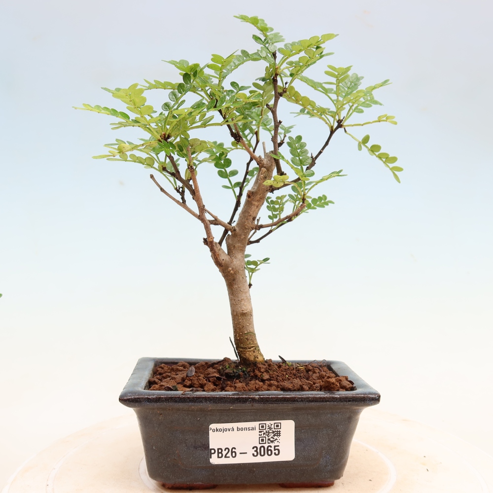 Pokojová bonsai - Zantoxylum piperitum - pepřovník