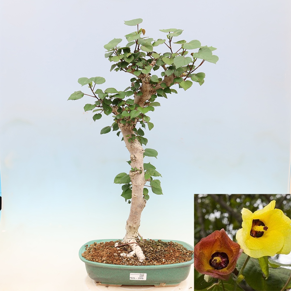 Pokojová bonsai - Hibiscus tiliaceus - Ibišek lípovitý, morský