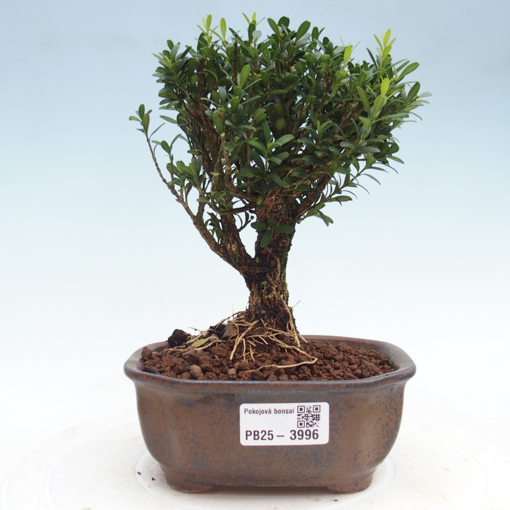 Pokojová bonsai - Buxus harlandii - korkový buxus