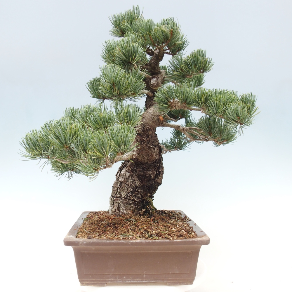 Venkovní bonsai - Pinus parviflora - Borovice drobnokvětá