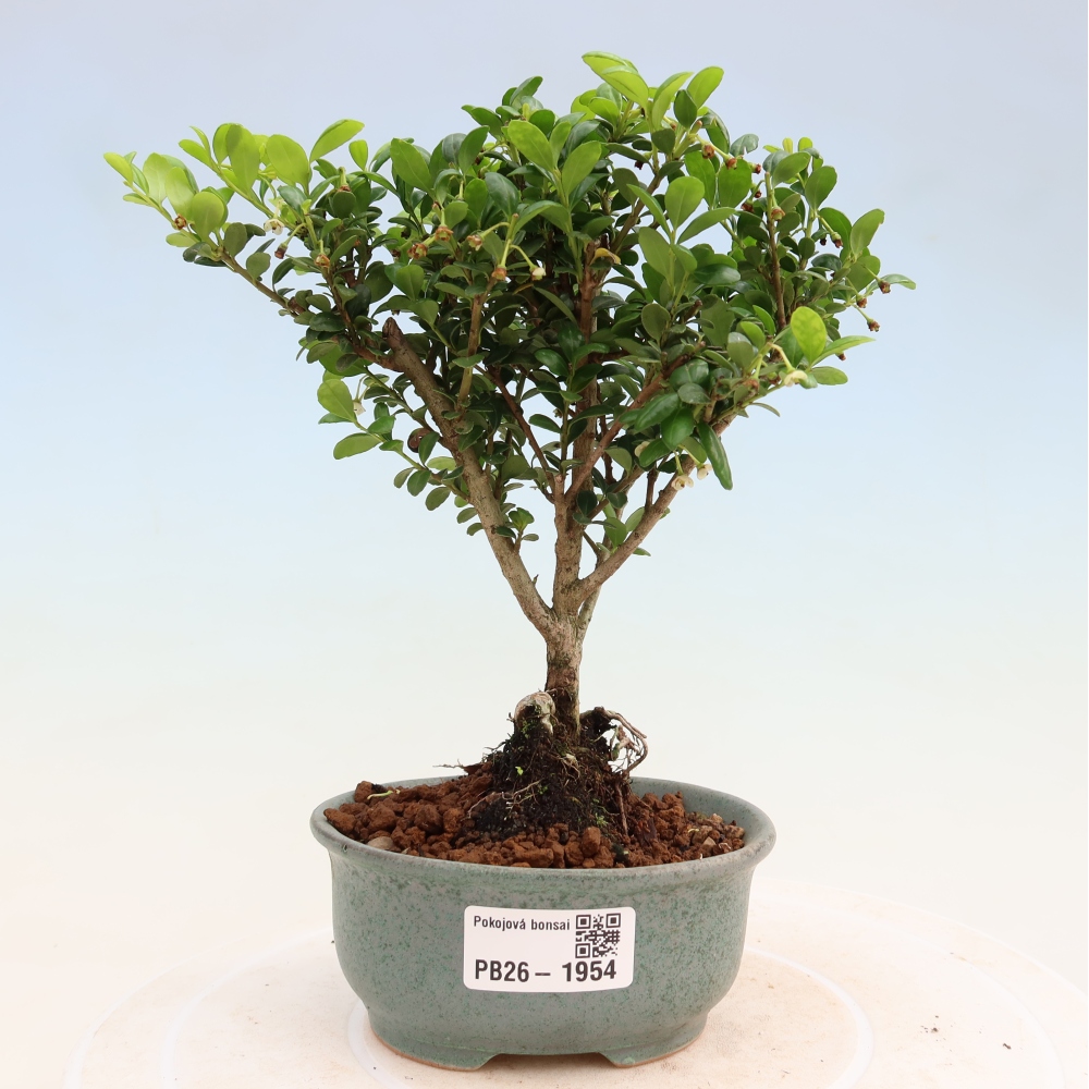 Pokojová bonsai - Ilex crenata - Cesmína