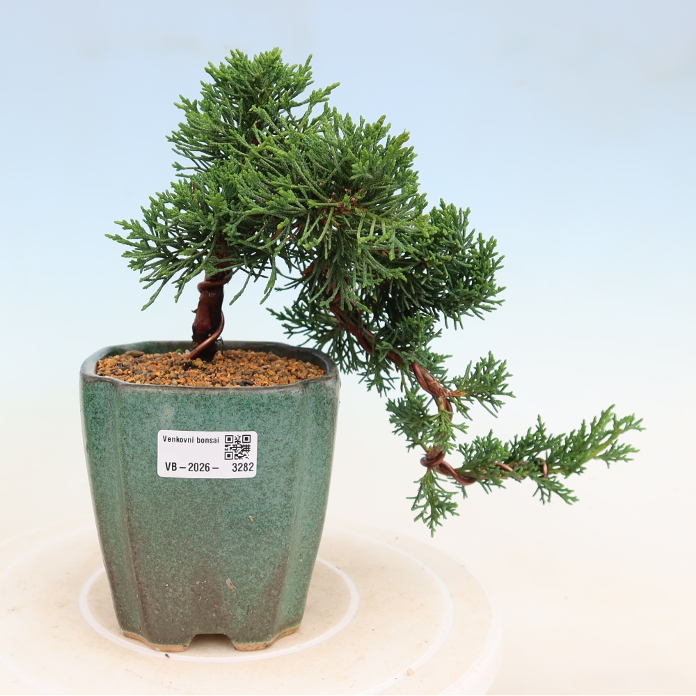 Venkovní bonsai - Juniperus chinensis Kishu -Jalovec čínský