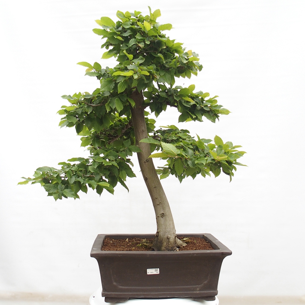 Venkovní bonsai - Habr obecný - Carpinus betulus