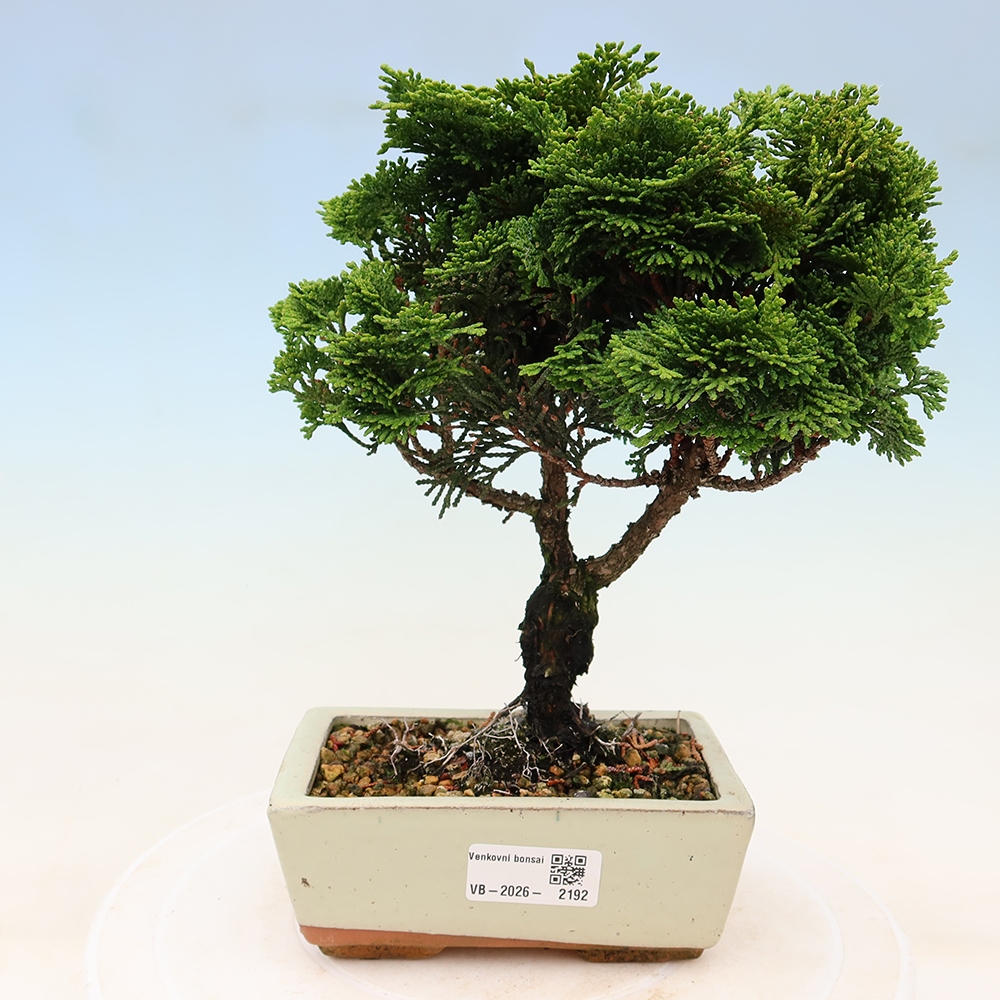 Venkovní bonsai - Cham.pis obtusa Nana Gracilis - Cypřišek