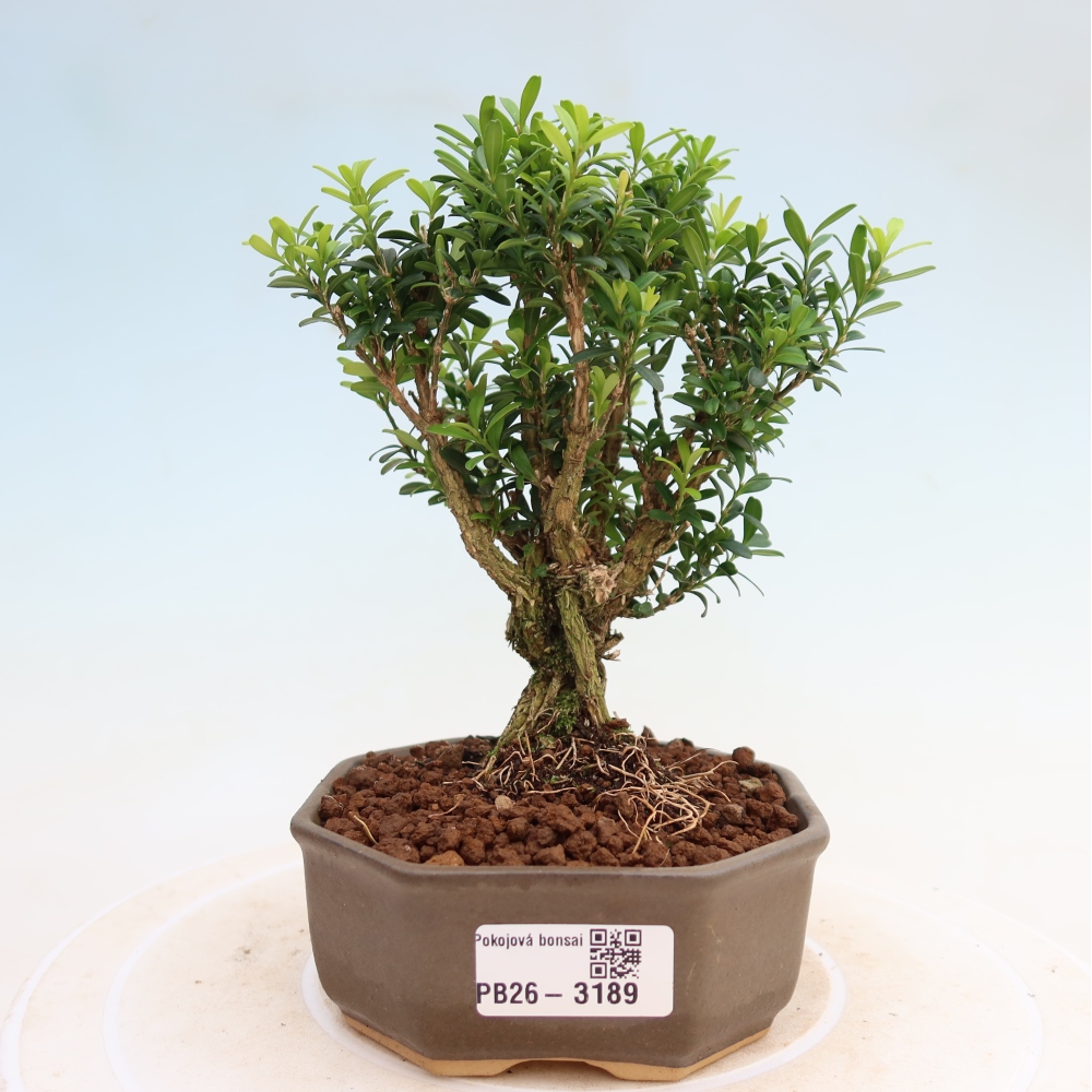 Pokojová bonsai - Buxus harlandii -korkový buxus