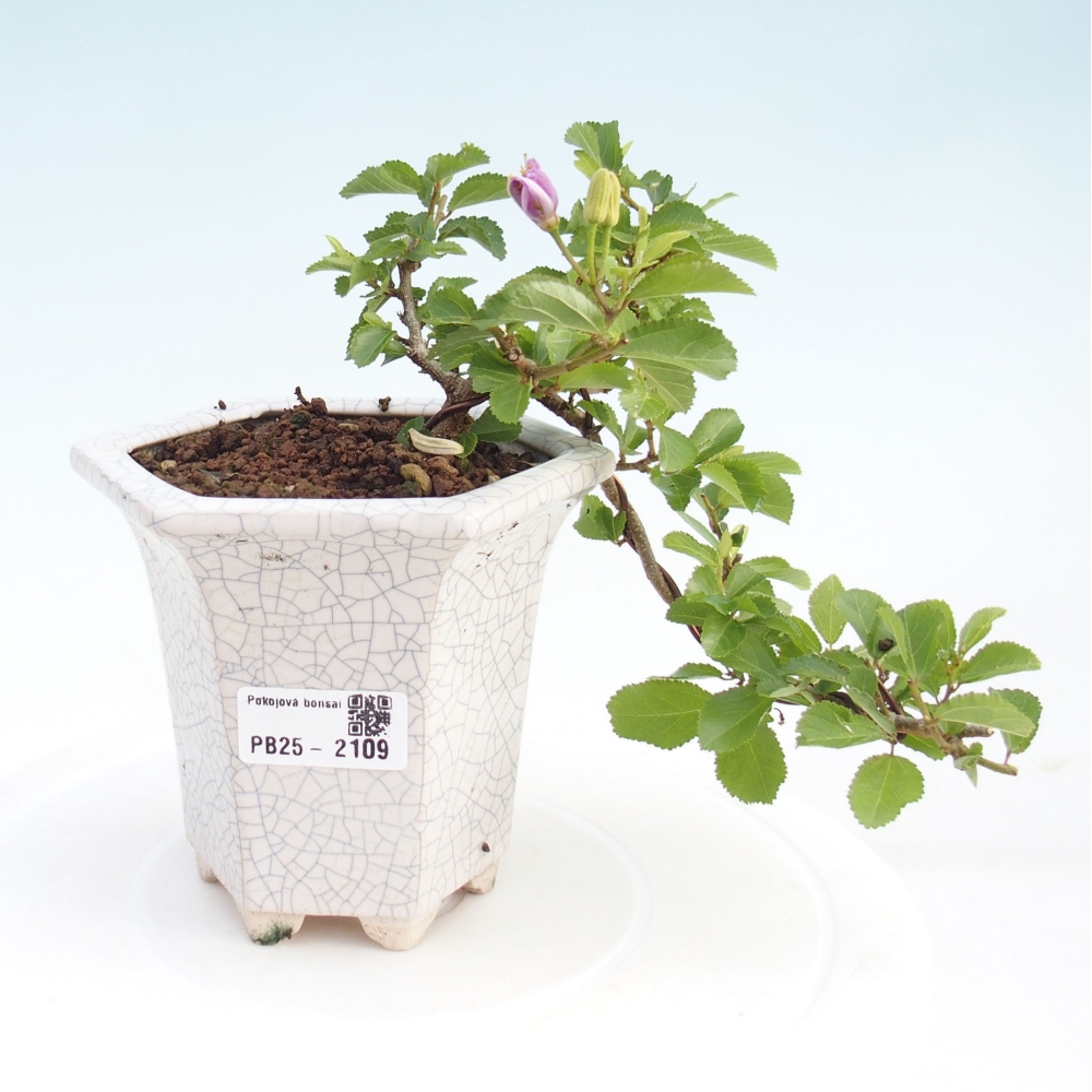 Pokojová bonsai - Grewia occidentalis - Hvězdice levandulová
