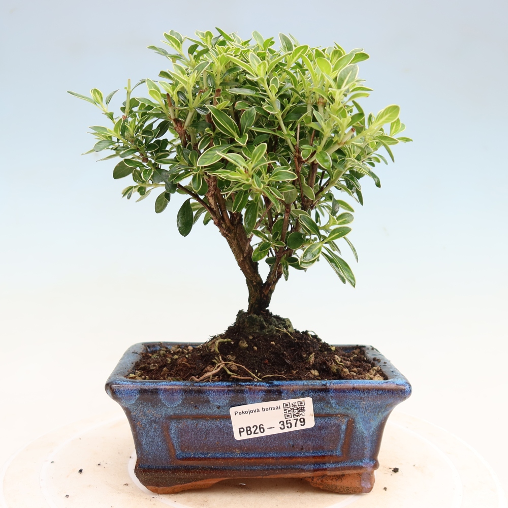 Pokojová bonsai - Serissa foetida Variegata - Strom tisíce hvězd
