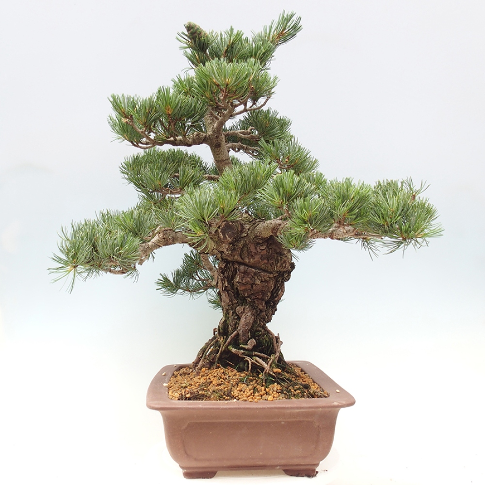 Venkovní bonsai - Pinus parviflora - Borovice drobnokvětá