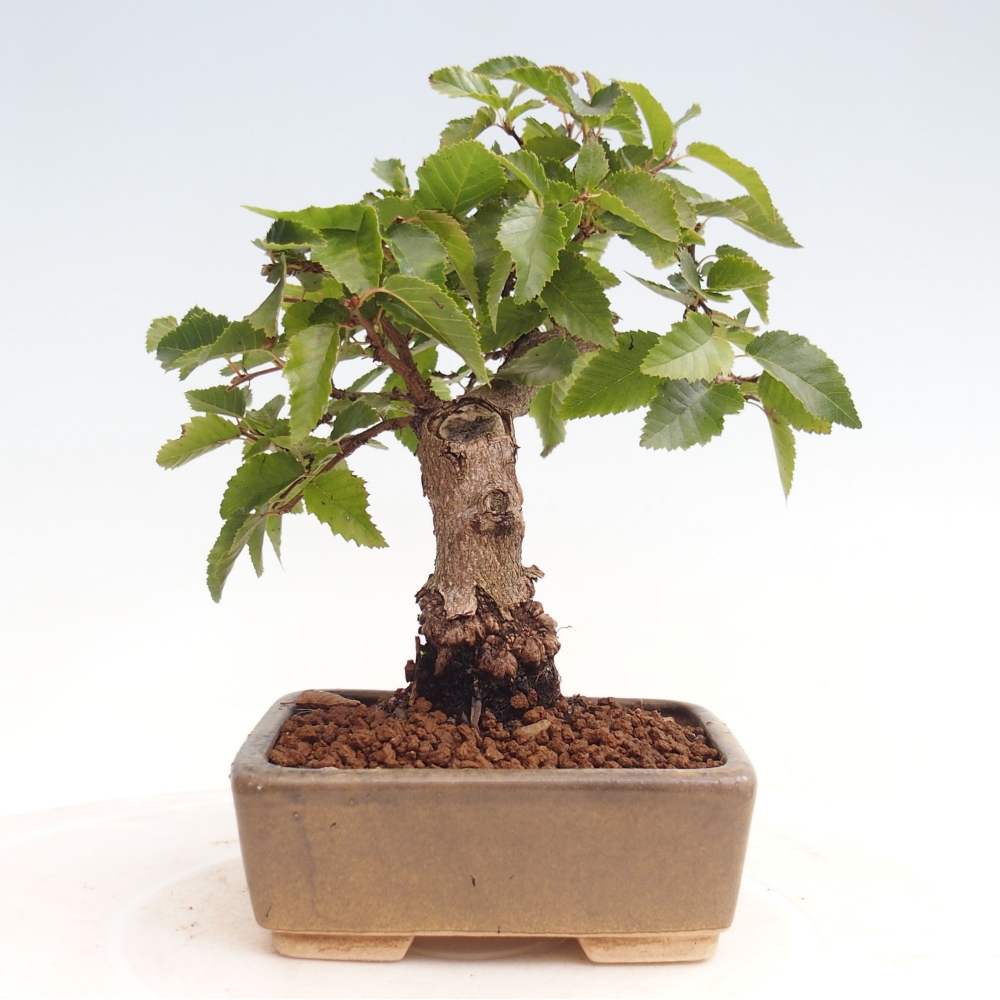 Venkovní bonsai -Carpinus CARPINOIDES - Habr korejský