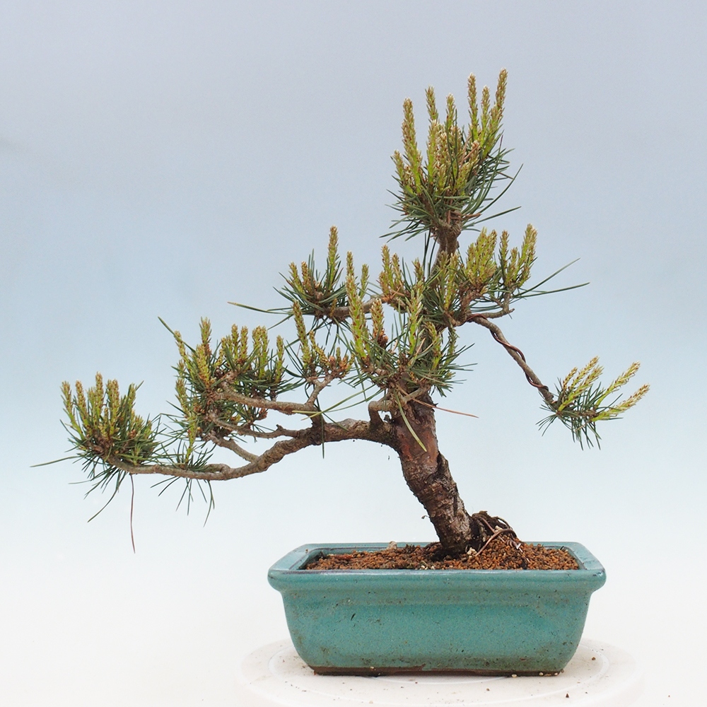 Venkovní bonsai - Pinus Sylvestris Watererri - Borovice lesní