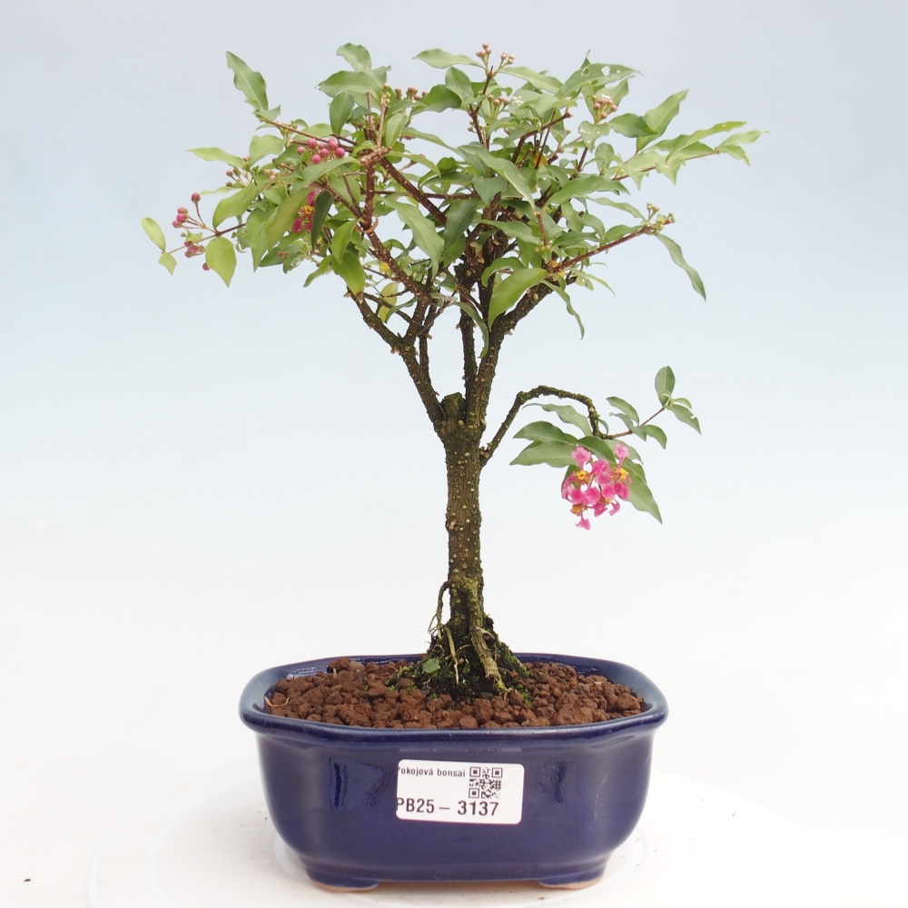 Pokojová bonsai - Malpighia coccigera- Barbdorská třešeň