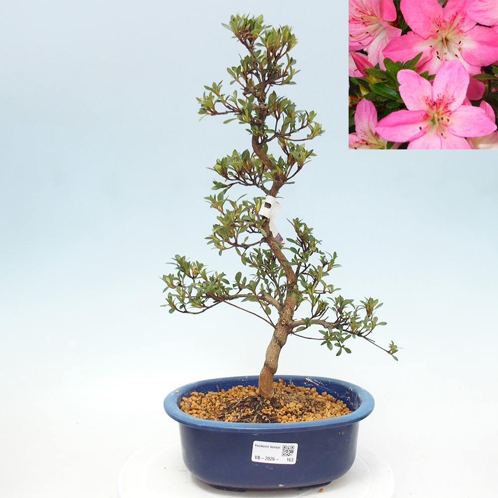 Venkovní bonsai - Japonská azalka - Azalea Nasuno
