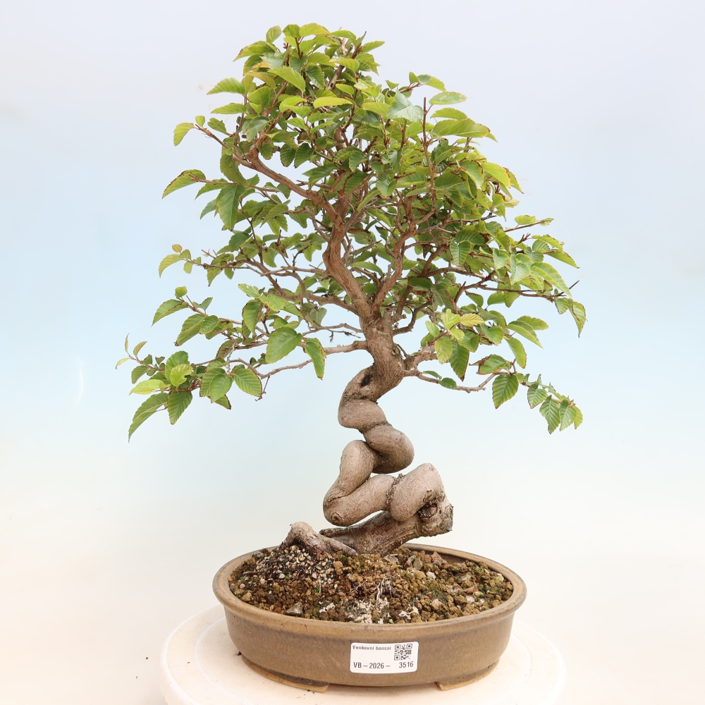Venkovní bonsai -Carpinus CARPINOIDES - Habr korejský