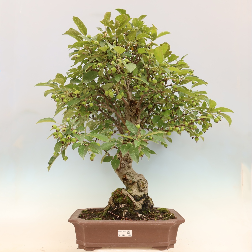 Venkovní bonsai -Malus halliana - Maloplodá jabloň