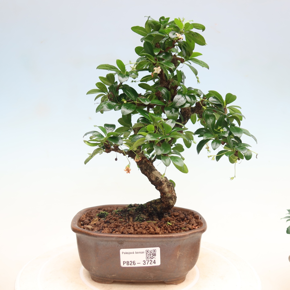 Pokojová bonsai - Carmona macrophylla - Čaj fuki