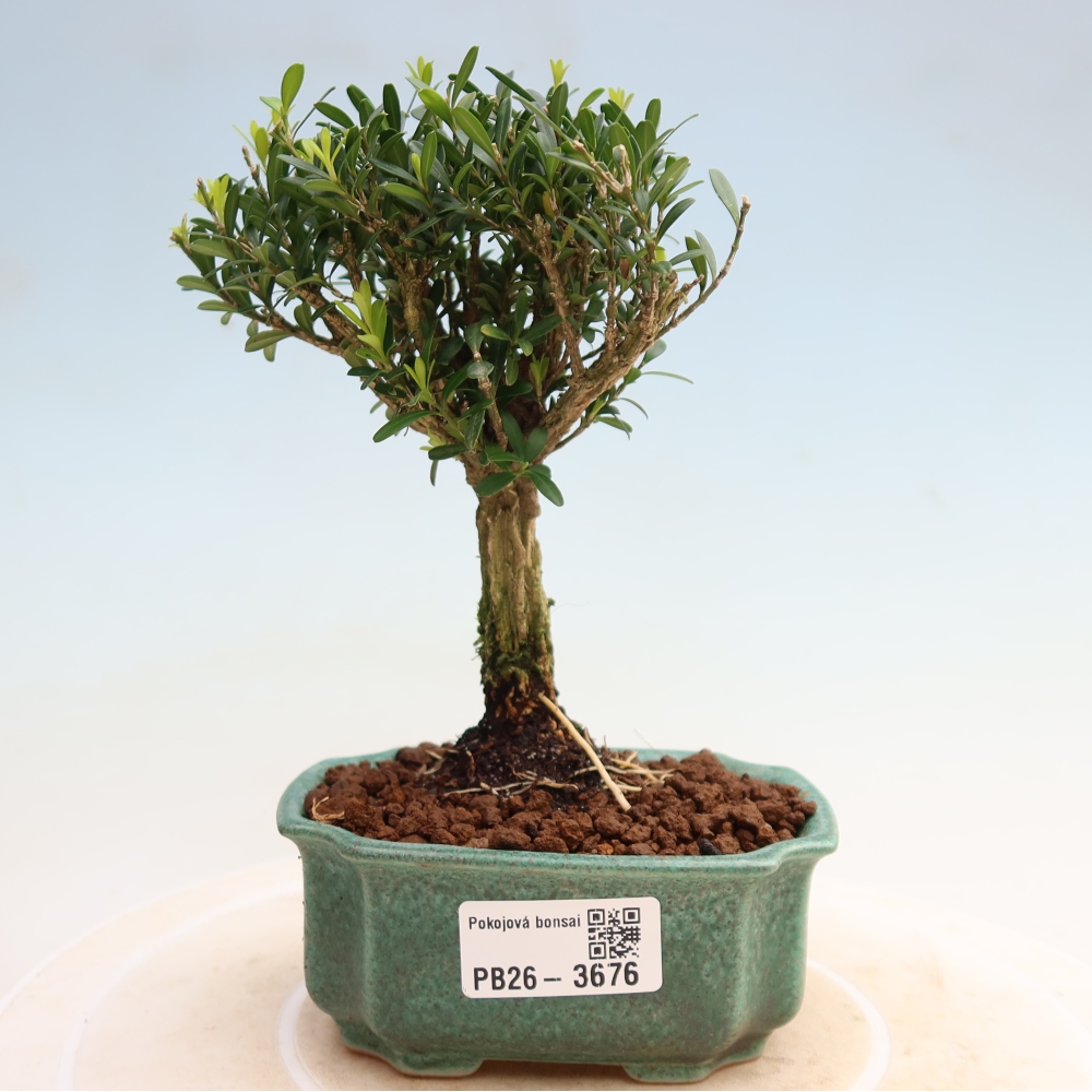 Pokojová bonsai - Buxus harlandii -korkový buxus