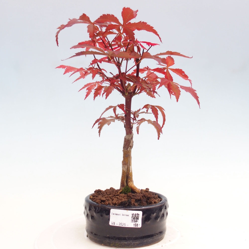 Venkovní bonsai - Acer palm. Atropurpureum-Javor dlanitolistý