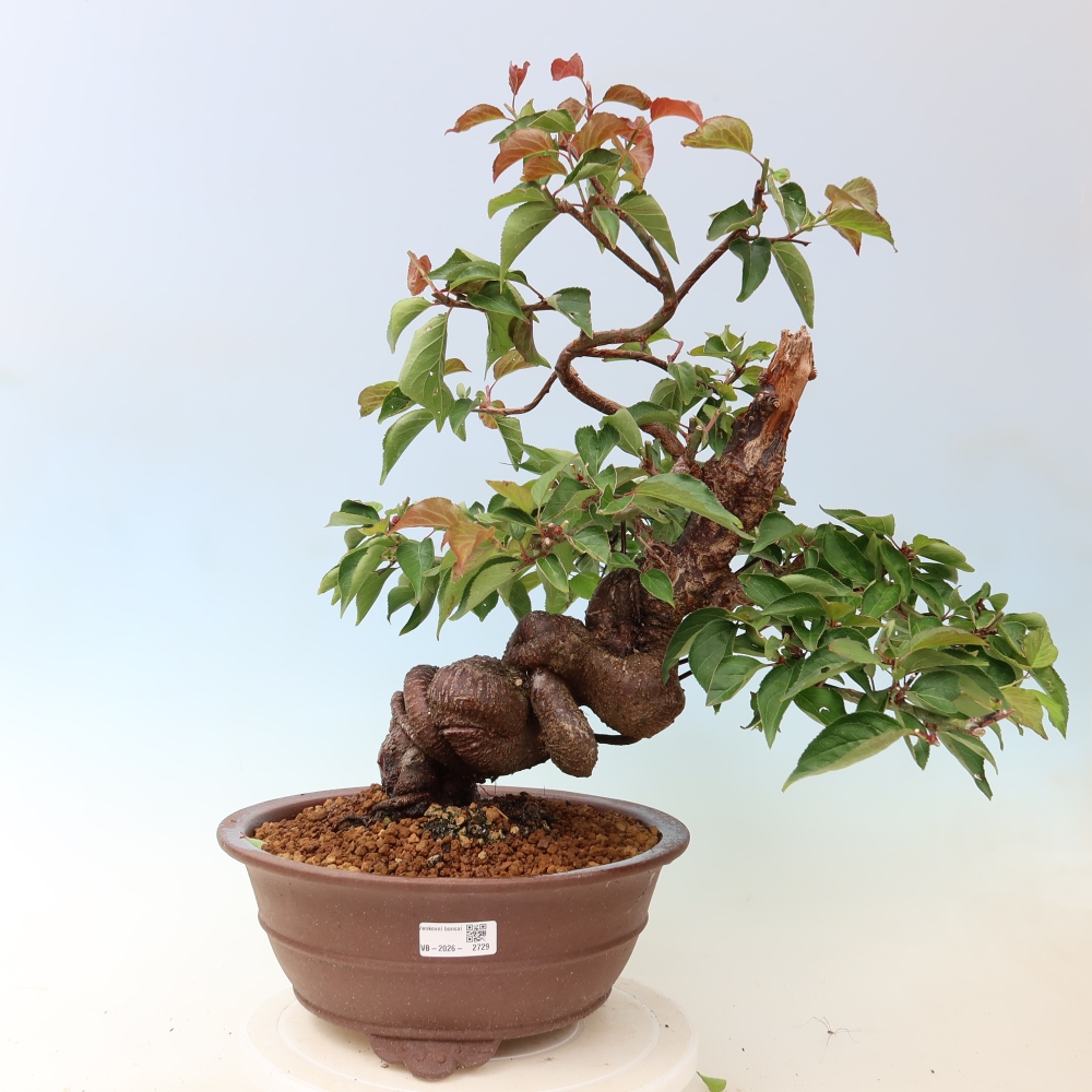 Venkovní bonsai -Japonská meruňka - Prunus Mume