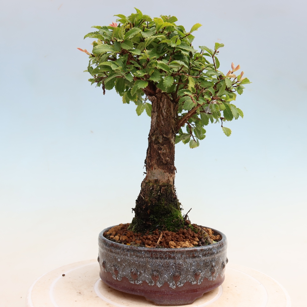 Venkovní bonsai - Zelkova - Zelkova NIRE