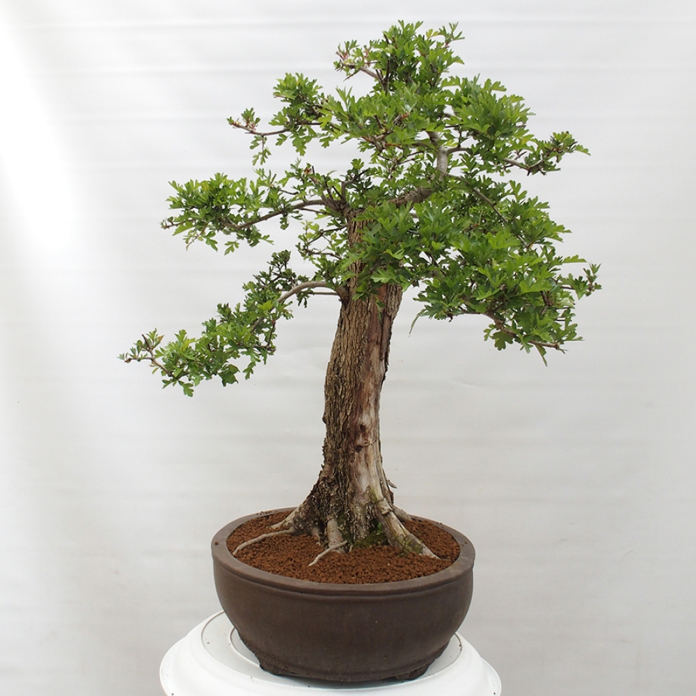 Venkovní bonsai - Hloh - Crataegus monogyna