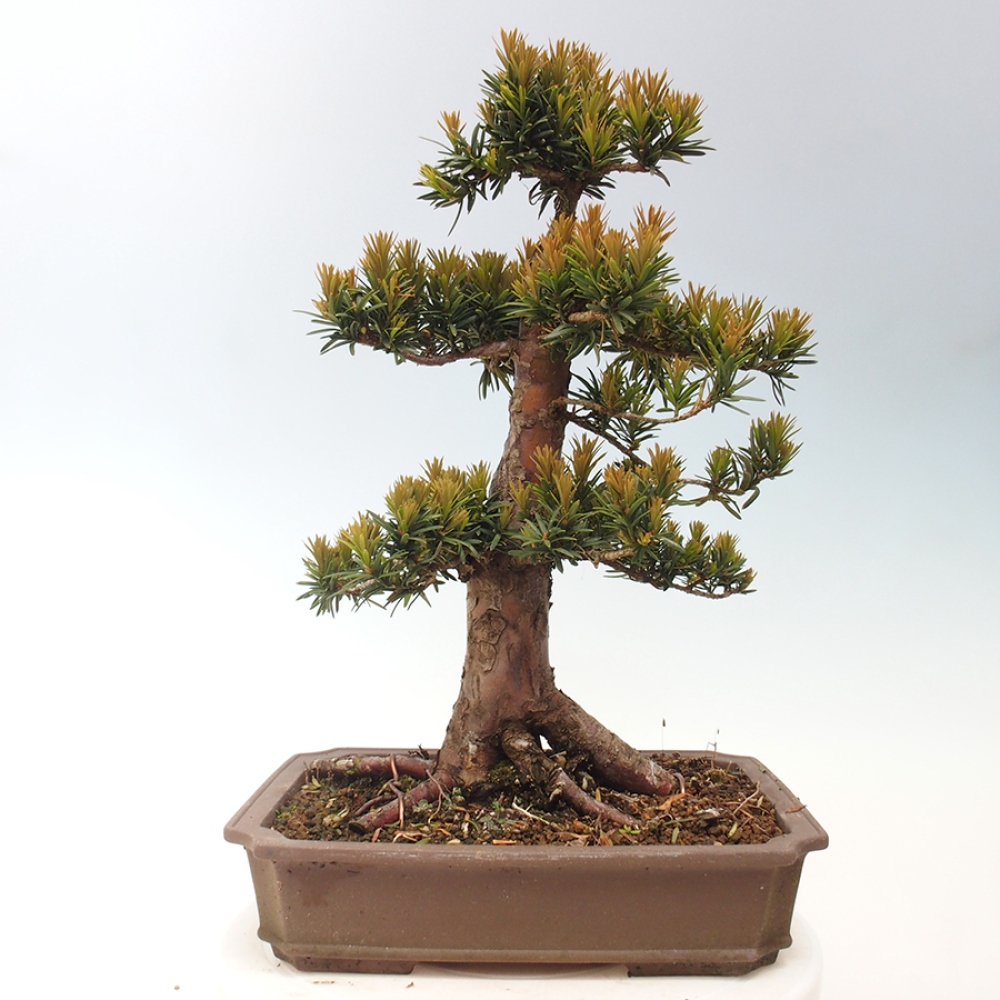 Venkovní bonsai - Taxus cuspidata  - Tis japonský