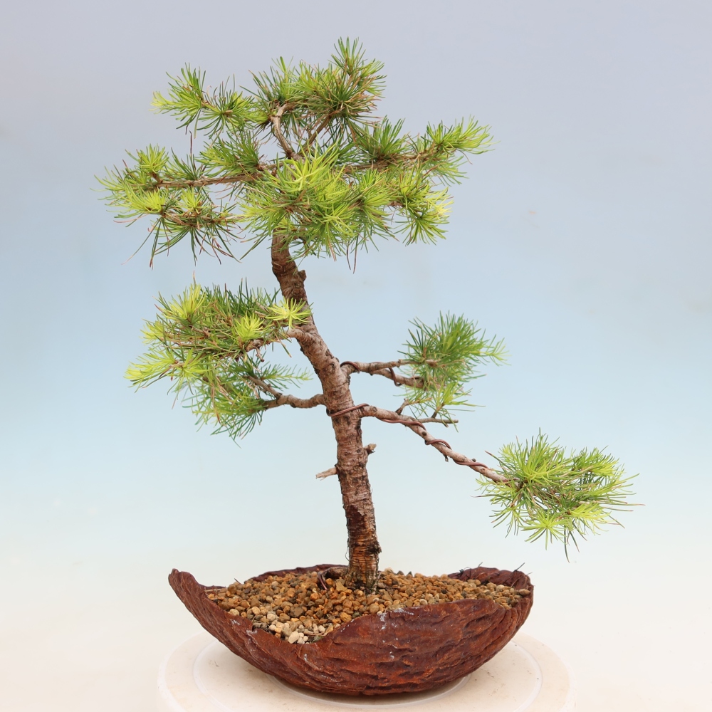 Venkovní bonsai -Larix decidua - Modřín opadavý 