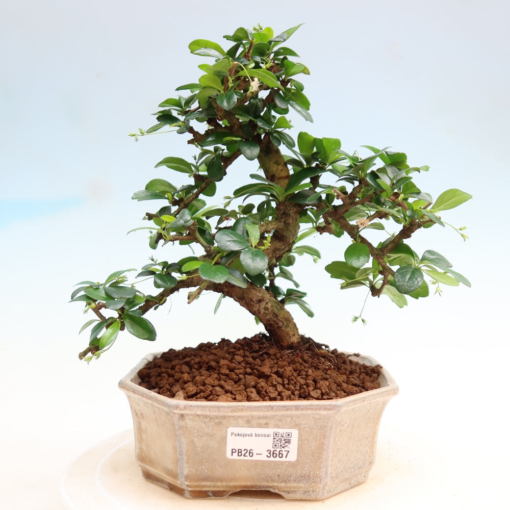 Pokojová bonsai - Carmona macrophylla - Čaj fuki