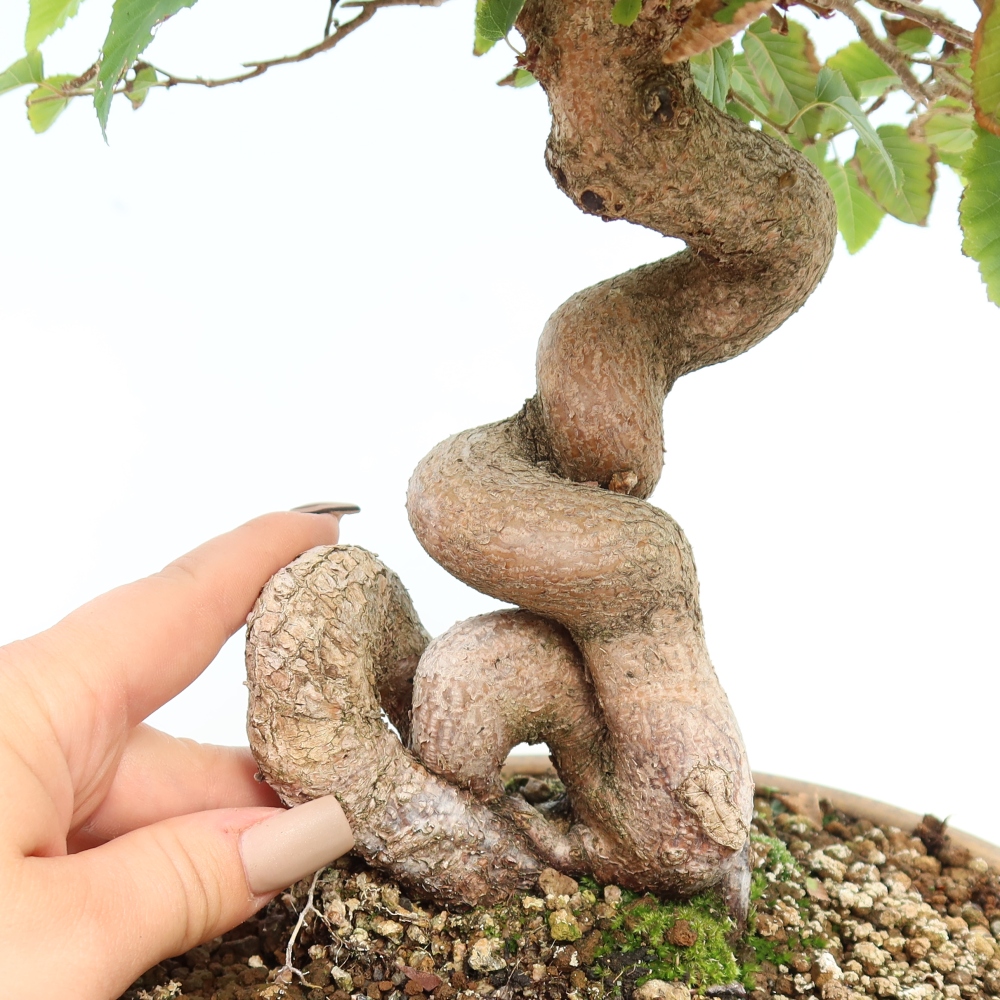 Venkovní bonsai -Carpinus CARPINOIDES - Habr korejský