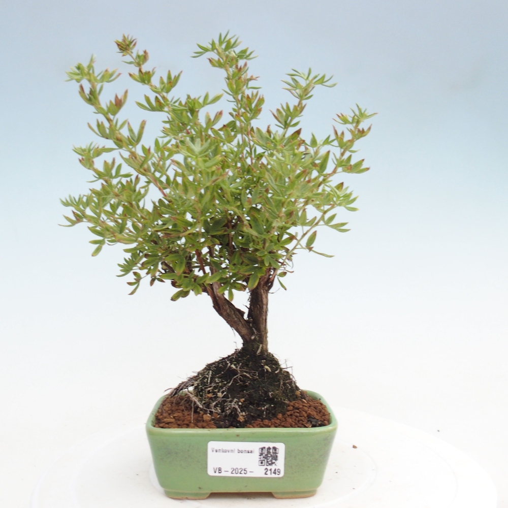 Venkovní bonsai-Mochna křovitá - potentila fruticosa yellow Bird