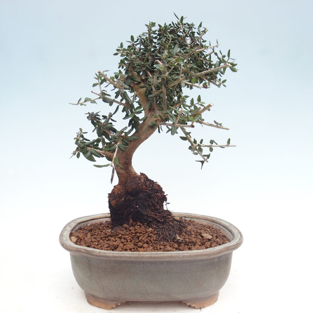 Pokojová bonsai - Olea europaea sylvestris -Oliva evropská drobnolistá