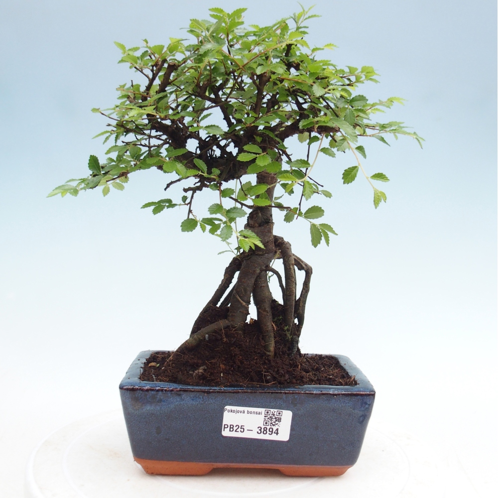 Pokojová bonsai - Ulmus parvifolia - Malolistý jilm
