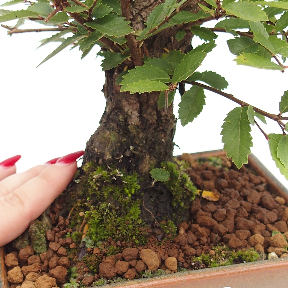 Venkovní bonsai - Zelkova - Zelkova NIRE