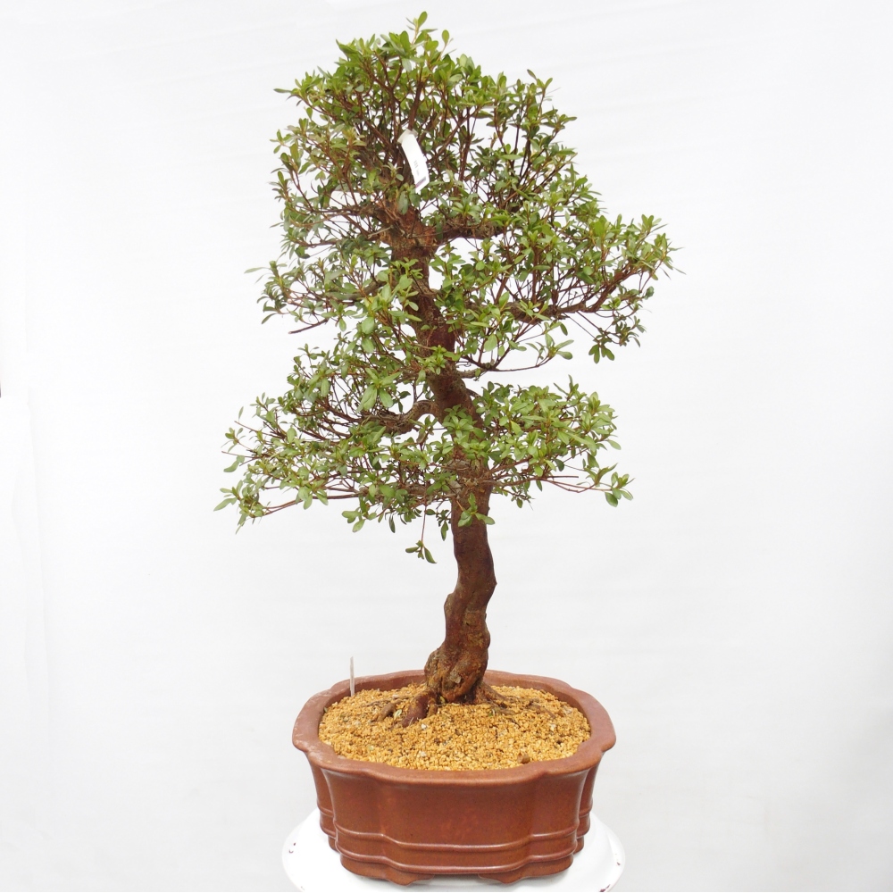 Venkovní bonsai - Japonská azalka - Azalea Sayaka
