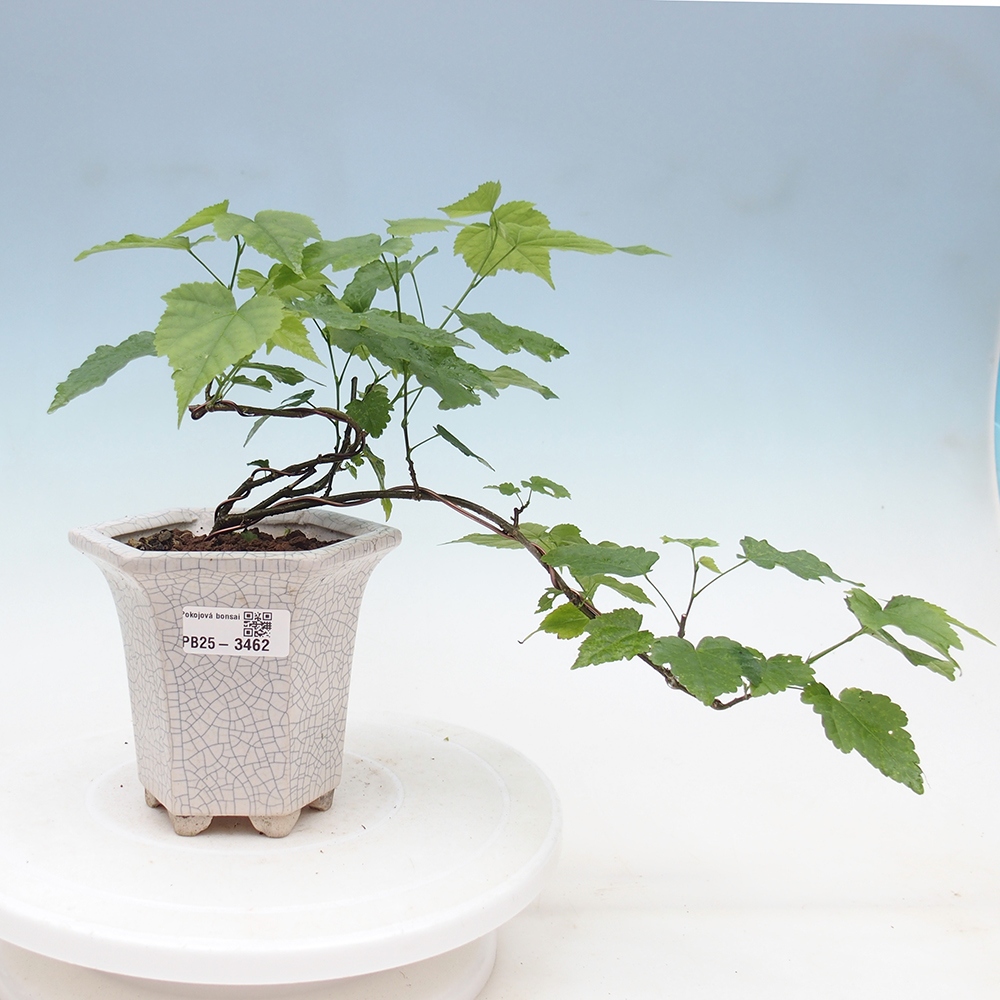 Pokojová bonsai - Abutilon Red Trumpet - Pokojová lipka