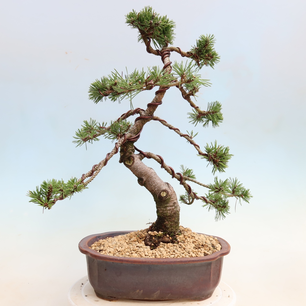 Venkovní bonsai - Pinus mugo Humpy  - Borovice kleč