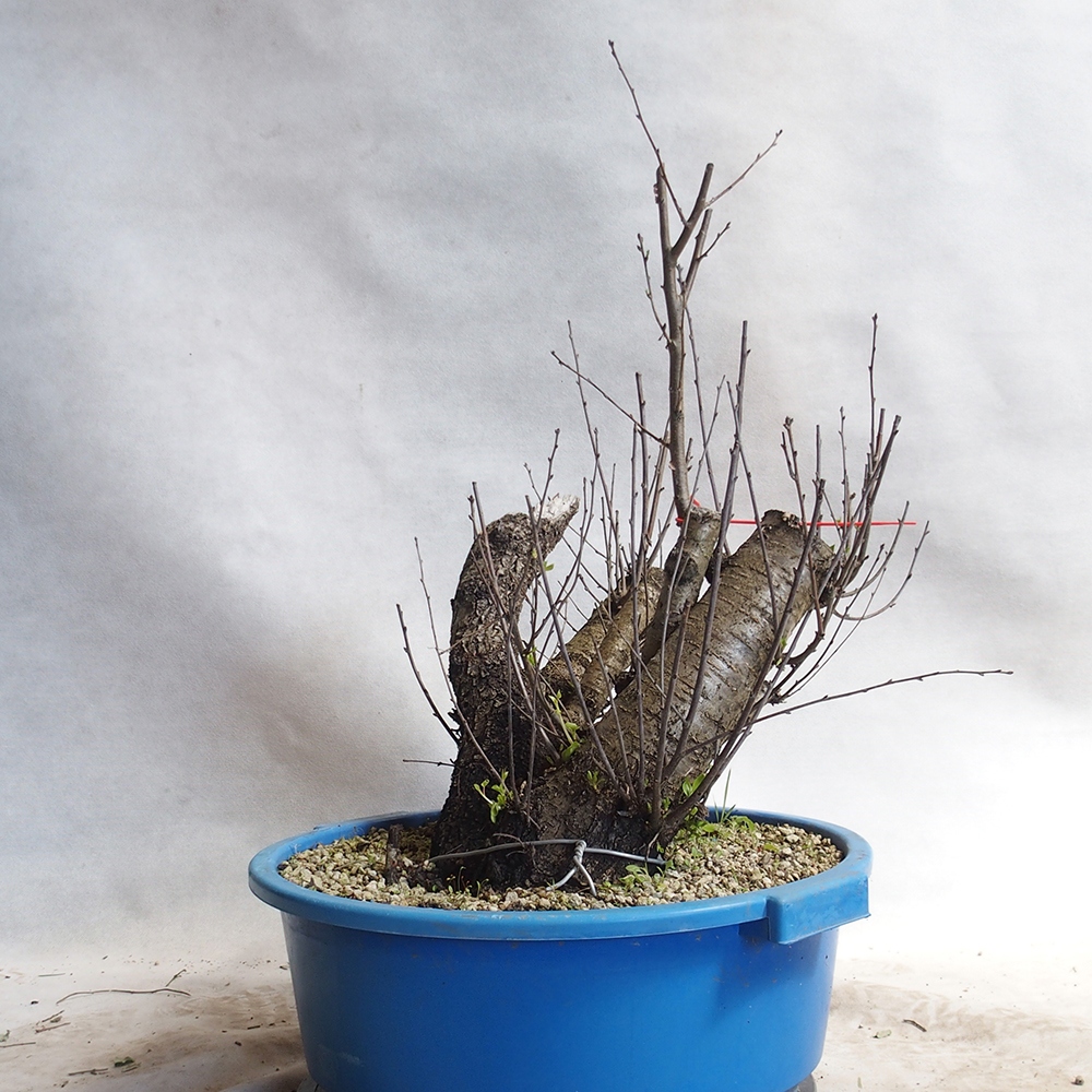Venkovní bonsai -Mahalebka - Prunus mahaleb