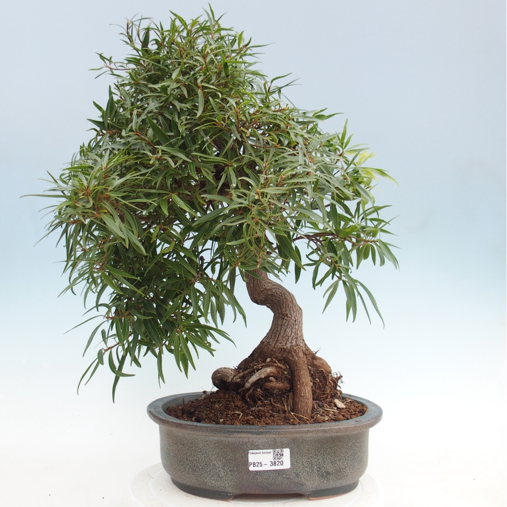 Pokojová bonsai - Ficus nerifolia -  malolistý fíkus