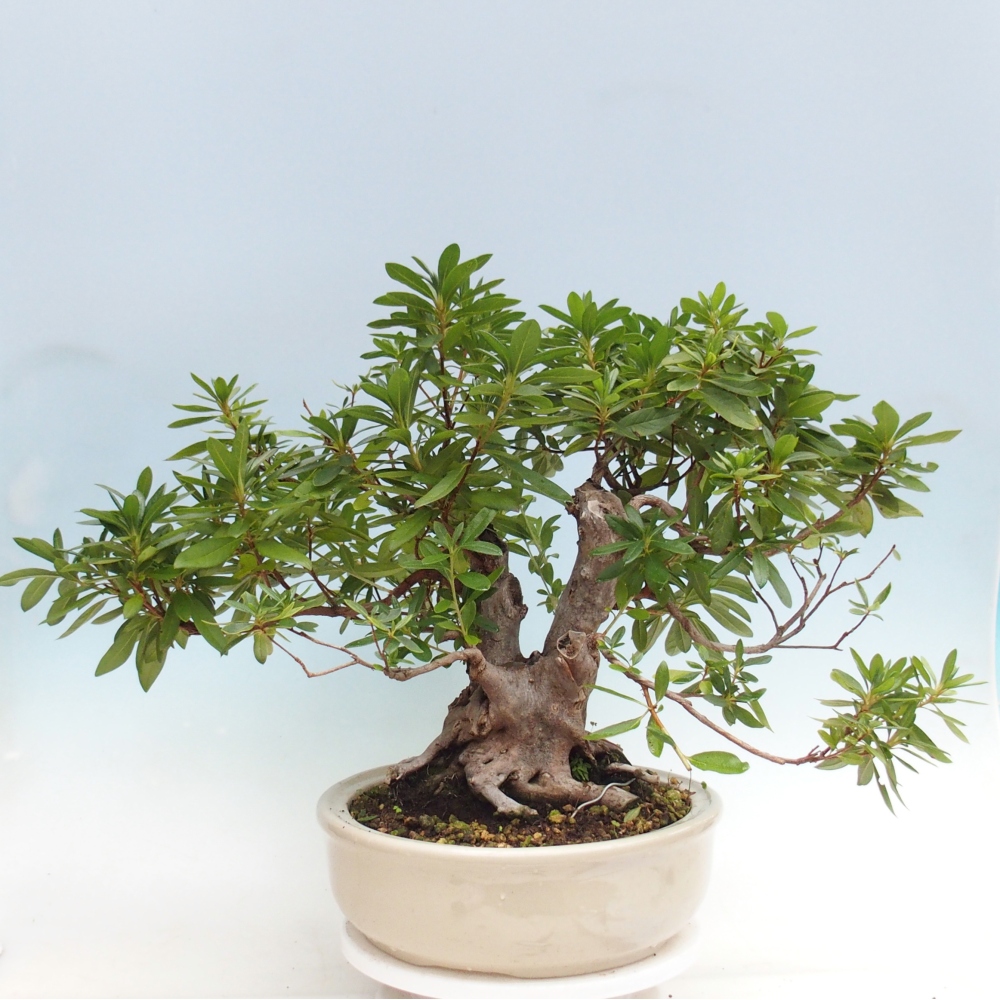 Pokojová bonsai - Rhododendron simsii -  Pěnišník