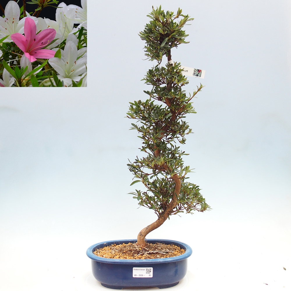 Venkovní bonsai - Japonská azalka - Azalea Hakurin