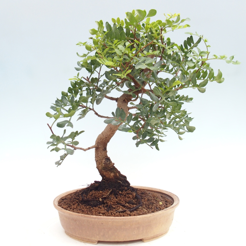 Pokojová bonsai -  Pistácie