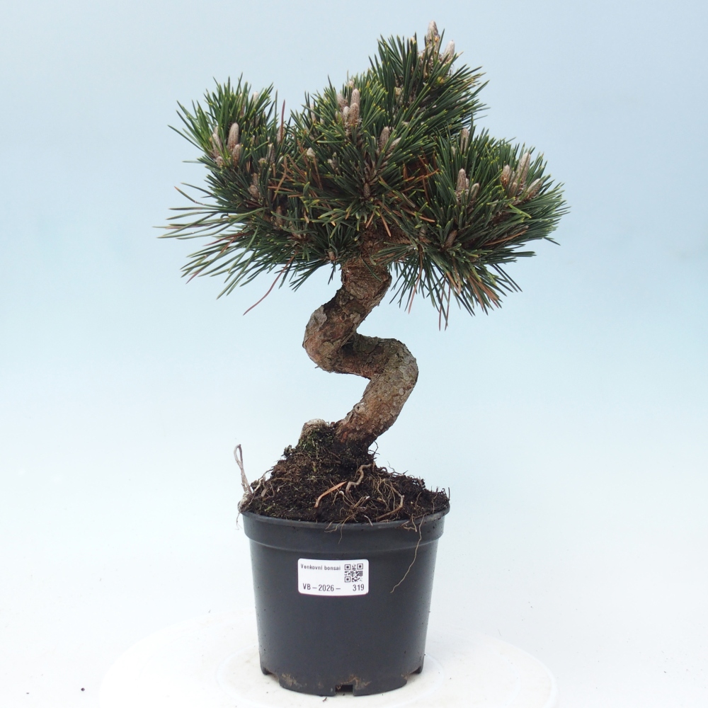 Venkovní bonsai - Pinus thunbergii senjyumaru - Borovice thunbergova